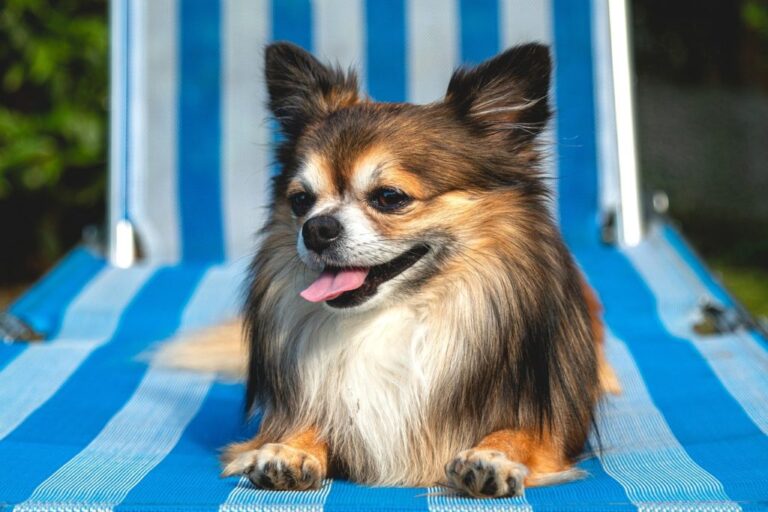 Bonprix und Höffner haben Strandkörbe für Hunde im Angebot